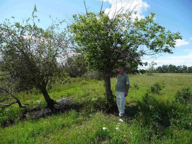 Bob Pointing to Tree Probably Planted by Hubert Brooks 